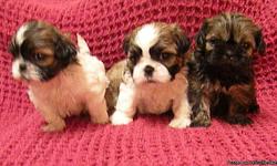 Adorable Fur Babies!
Well-socialized with kids and other animals.
Home-raised.
First shot and wormings.
Health Guarantee
Puppy Kit
256-740-2882