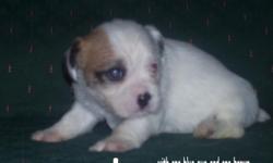 2 males and only 1 females available. Will be ready on Dec. 19th. Basically white with brown/black spots. We own both dogs. Mother (4 year old Shih Tzu), is a very even tempered gentle dog, excellent with children. Very good mother. Father (Jack Russel)