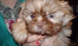 shihtzu boys 8 weeeks old now..... both mom and dad ar eimperial&nbsp;akc shihtzus&nbsp;both &nbsp;weigh under&nbsp; seven pounds..&nbsp;puppies &nbsp;have 1st shots done deworming done&nbsp;&nbsp; ( parasite free )..&nbsp; &nbsp;also and are wearing