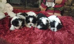For sale we have 4 males black and white The mother is Shih tzu purebread and the Dad is Shih Tzu and Maltese mixed &nbsp;Vet checked first shots born10-14-2013 I live in Greenfield In, 46140 350.00 cash only If you have any questins cal 317-374-1327