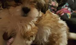 Brown and white female shih tzu puppy mother and father on-premises no shots yet baltimore md west side 4437569218 cell 400.00 Walbrook Junction I'm located three boys 3 girls full Blood Shih Tzu