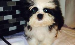 Gorgeous Shih Tzu
They were born on March 20
One boy and three girls
Beautiful colors and very friendly and sweet