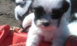 Shih Tzu puppies DOB 5/28/2016 . Litter of 6 . 1 female 5 male . ONLY 4 male left. ( female is SOLD). $500 each. Puppies will NOT be sold as a litter. ONLY serious inquires PLEASE. Each puppy comes with a birth certificate that includes , DOB , shot info,