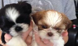 Shih tzu puppies for sale. We have 2 females and 2 males. Males are 250$ and the females are 300$. They are full blooded and will be ready for there new homes on July 20th. Healthy happy and super spunky!!