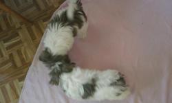 I have two beautiful male shih tzu puppies for sale. They are 11 weeks old and up to date on all their shots. They are very playful pups and would make great Christmas gifts.