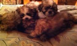 AKC registered four male shih-tzu puppies. Born June 7, 2011. Dewormed twice, shots and vet checked. Two white with light brown spots, two dark brown with black markings on face. Family raised. Ready for placement in loving home.