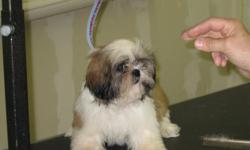 Two female Shih Tzu puppies. 12 weeks old. Own both parents. 1 gold & white, 1 dark/reddish brown & white. Beautiful, healthy with vet certificate. New Port Richey area
Please call Debbie at 727 534-4730