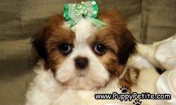 Shih Tzu puppies are available now! Ours are adorable and you will want to take one home today.&nbsp; Our puppies are at 8-12&nbsp;weeks&nbsp;of age and the price starts at $400.&nbsp; They are all registered and&nbsp;their vaccinations&nbsp;are up to