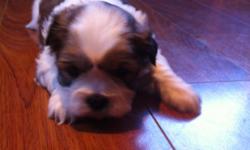 We have to beautiful female Shih Tzu puppies that will be ready for their new LOVING family on 12/21/12. Their mom and dad are like family to us and are wonderful dogs. Our children love playing with the new puppies so they are used to being around dogs,