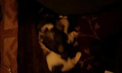we have two shih tzu puppies left and the are 15 weeks old and they need good homes they have ha they first set of shots and d wormer they are very good puppies they love kids mom and dad are on site and they so cute if u would like to see them are have