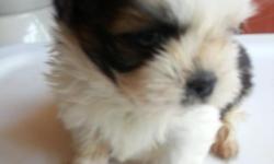 Adorable ckc reg Shih tzu puppies.3 tri-colored females. Homeraised, 1 st shots & dewormed. Taking deposits, will be available to go to loving homes 7-3-14. $450 678-920-2492