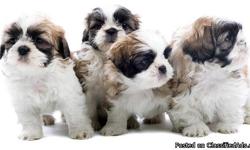 Shih Tzu puppies of all colors are now available starting at only $395 and up. Puppy City has been providing quality puppies in the Tri State area for the last 50 years. Hundreds of breeds to choose from! Don?t forget that we offer your dog supplies too,