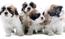 Shih Tzu puppies of all colors are now available starting at only $395 and up. Puppy City has been providing quality puppies in the TriState area for the last 50 years. Hundreds of breeds to choose from! Don?t forget that we offer your dog supplies too,