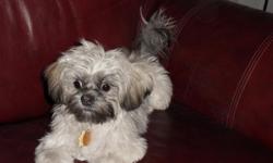6 Month old Shih Tzu Puppy.&nbsp; 1 Kennel, 1 Airline approved Kennel, 1 bed, 2 water feeders, 1 food feeder,&nbsp; Brushes, combs, & misc stuff.&nbsp; Everything will go with the puppy.&nbsp; Her name is Libby and she is very loving.&nbsp; She has had