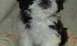 Beautiful Black and White Girl Shih Tzu Puppy! She was born on 12-28-2014 in a warm loving home. Her price is $886 Plus $8.95 registration handling. She is a healthy, spunky, playful, and affectionate Little Girl! Comes from the planned breeding of