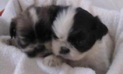 Gorgeous FEMALE Shih tzu pups for $500.&nbsp;&nbsp;&nbsp;All pups will be vaccinated and wormed. &nbsp;ACA registered. &nbsp;Healthy, sweet pups that will be exposed to children. &nbsp;My pups are well socialized and I've not had any health issues. We are
