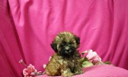 1 Male ShihPoo (ShihTzu/Toy Poodle) born on 5-8-11. UTD on shots and comes with a health warranty.
*?* Credit Cards Accepted (Visa/MasterCard???)
** Financing Available (Please Inquire)
** Shipping Available
** Microchipped ?
For More Info
Call/Text: