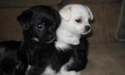 Very cute and sweet puppies. Sad I can't keep them myself. The black one is a female and the white one is a male. Will be ready to go to good new homes in two weeks.