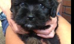 Male Shitzu puppy- black and brown.&nbsp; 8 weeks old.&nbsp; Up to date on all shots and worming.&nbsp; $600.00.&nbsp; Call or text Diane at (815) 671-2428 if interested!
