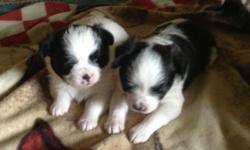 The puppies are black and white.&nbsp; One is a party.&nbsp; They are very loving and playful puppies.&nbsp; We have two and they are boys.&nbsp; They have been wormed regularly and they are partially paper trained.&nbsp; Need a loving home.&nbsp; They