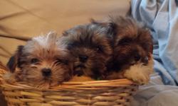3 Teddy bears shorkies born June 25th hybrid yorkie/shih tzu they weigh from1 pound -2 pounds now .They have their 1st / 2nd shot and dewormed .They are happy and playful ready to go to their forever home.