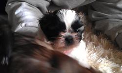 Shihtzu/Yorkie puppies, 1 little brindle boy still available. Born Oct 21. &nbsp;First shots and wormer. Ready to go to new home. &nbsp; Will hold until Xmas Eve with deposit. &nbsp; or &nbsp; .
&nbsp;