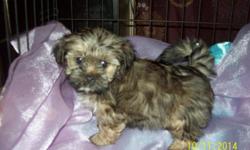 I have a litter of Shorkie pups.... The mom is a shih tzu Akc She is Red and White 10pds... The male Yorkie the is Akc Tan with black 6 pds...The pups are very pretty they are Parti color and Brown with Black they are very happy babies .. They are on a