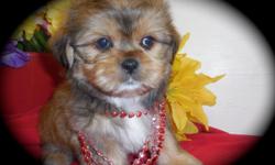 Please Call for Appt: Karen: 708-267-3647.&nbsp; SW Suburb of Chicago,Il. (OAK LAWN AREA)&nbsp; Yorkie/Shih Tzu puppies. Males.....Nonshedding/Allergy Free. Wee Wee pad trained. Tons of personality. Extremely Intelligent.&nbsp; Shots/Worming UTD. Family