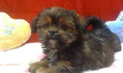 1 Male ShihTzu/Yorkies born on 12-10-10. UTD on all shots and comes with a health warranty.
CHECKS AND CREDIT CARDS ACCEPTED!
For More Info
Call: 772-223-1492