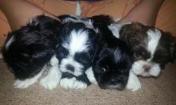 We have shihtzu/Yorkie puppies also known as shorkie's they are hypoallergenic and very loving and playful they are a great family dog.we have 2 girls and 2 boys for sale and they normally get about 5 to 8 pounds we are selling the girls for $450 and the