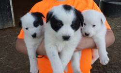 Short hair border collie puppies. Full blooded, not registered. Out of great working dogs. Very smart dogs