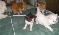 litter of five female,white odd eye color kitten,3 red-wht bicolors,and blk-whte bicolor kitten born xmas knight taken deposits for your pick of litter,champion in sires background my sire is a white odd eye dam is a tortishell to this litter also have