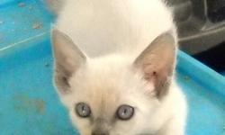 SIAMESE CLASSIC KITTENS - Registered with TCA. ELEGANT AND STUNNING, lovable and entertaining little conversationalists. Born April 28,2014. Ready for a new home at 10 weeks. Raised in house and underfoot. Socialized with children and indoor family life.