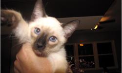 I have a beautiful litter of Siamese Kittens. Deep blue gorgeous eyes.CFA
Registered. (Cat Fancier's Association established in 1900 - First Cat Registry)
These babies are the sweetest little kittens. I have worked very hard every day to spend time loving