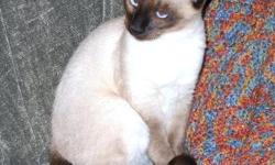 SIAMESE CLASSIC PUREBRED KITTENS AVAILABLE. Registered or unregistered. Pet or Show quality.Beautiful loving dispositions, playful, and healthy. Guaranteed health and dispopsition. Suitable for children and family indoor life. Vaccinations current for