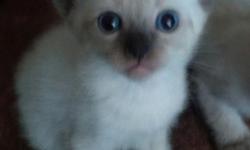 Mother is a Siamese Scottish Fold. GREAT bloodline. Sweet natured and docile. (661)331-6257