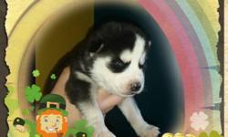 Hi. I have 6 beautiful S/Husky Puppies&nbsp;&nbsp;for sale with Blue eyes and AKC/Papers Bowl,Squeakair toy, 1Shoot and 3 deworms for $580. Im asking for $200 deposit 3ML, 3Fem. They will be ready for April 20. please contact me at 540 5429913