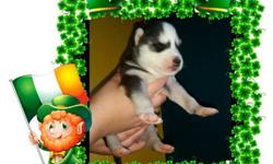 Hi. I have 6 beautiful S/Husky puppies&nbsp;&nbsp;for sale with Blue eyes and AKC/Papers Bowl,Squeakair toy, 1Shoot and 3 deworms for $580. Im asking for $200 deposit 3ML, 3Fem. They will be ready for April 20. contactme &nbsp;at 540 5429913