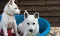 Our Lovely Unique White Siberian Husky Pups Are Now Ready For Their New Homes,Get In Touch With Me Via Text On My Telephone Number Or Email. Email Or Contact 209,., 213,*5345