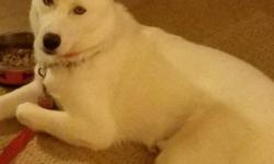 Miya is a 6 month old, all white, full blooded, siberian husky. She is up to date on all shots and has been spade. I have all papers. Miya is very loving and great with people. Does well with other dogs as well. Miya needs room to run and loves attention.