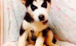 Beautiful Girl&nbsp; Black and White Siberian Husky! She was born on 7-7-2014 in a warm loving home. She is a healthy, friendly girl! Her price is $988 plus $8.95 registration handling! Comes from the A.P.R. registered planned breeding of "Smokey" and