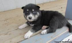 We have only 1 available female from our litter of 7 we nick named her Kat ...she is Black and white with Milky blue eyes that may change in color. She is a Siberian Husky Mix. Kat is getting to be very vocal sweet natured she was a little shy but is