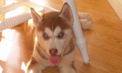 Siberian Husky Puppies, AKC reg.
I have two Husky puppies available. One black & white and one red & white, both with blues. These little ones are 9 weeks old, up-to-date on shots, and are ready for new homes. I have 2 acres for them to play on so they