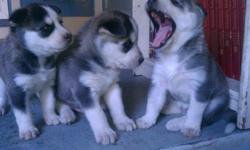 Full breed Husky Puppies
ready to leave october 4, 2011
come check them out put a deposit if you like
I have 6 puppies two already have a deposit on them
3 female left and 1 male
all have blue eyes
very cute
951-536-3066
britcarwile@gmail.com