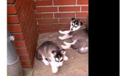100% purebred black and white male and female Siberian Husky puppies for adoption. They are 3 months old, healthy, have blue eyes and are very friendly with humans and other house pets.