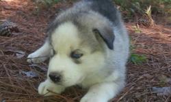 Male and female Siberian Husky Puppies in copper and white, gray and white, black and white. Puppies are wormed from birth treated for coccidia/giardia and given first shots before being placed in new homes. We give discounts to active military personnel.