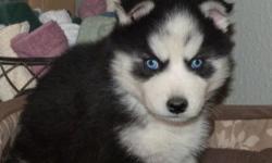 lovely siberian husky puppy for sale, champion blood pure breed , blue eyes contact for more info