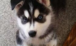We have a male and female Siberian Husky Pups ready now text us at (303) 481-6259 for more details