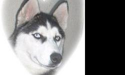TWO MOON'S&nbsp; SEBERIANS AKC & UKC STUD SERVICE Thank you for your interest in "TM Siberians" I have been raising Siberians Huskies since 1983 under a family home environment. From Frosty Aire's "Banner Boy" line, We have expanded to Echo Call?s line in
