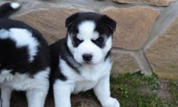 I have a Siberian husky needing a new home. 13 weeks old. Male and female . Needing some work. Hates the leash. My older male dog tends to pick on them when they are eating. Needing to find them a new home. black and white. Pure bred asking only contact